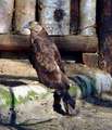 Wespenbussard