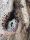 Vogelpark Turnersee