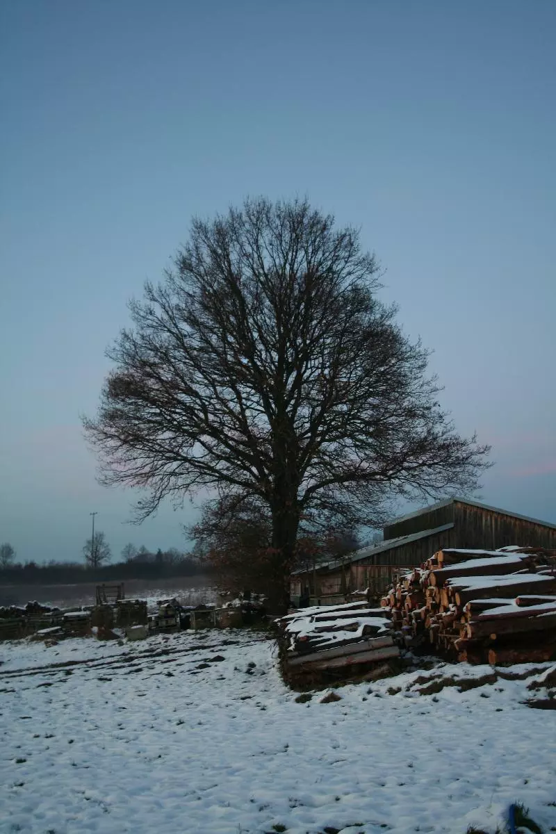 Verschneiter Baum und Winterhof (Symbolbild)
