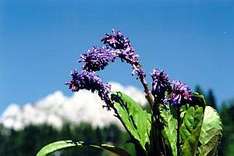 Blaue Blume der Eiszeit Nassfeld
