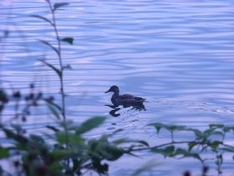 Moosburger Mitterteich in Moosburg