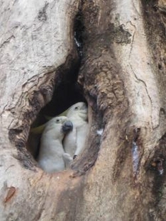 Vogelpark Turnersee