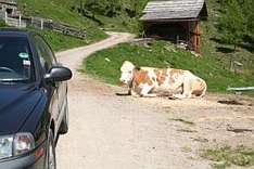 Kein seltener Anblick in Südkärnten