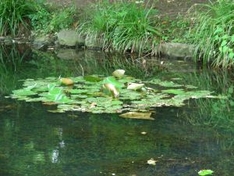 Kleinsee in Sankt Kanzian