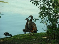 Ossiacher See in Ossiach